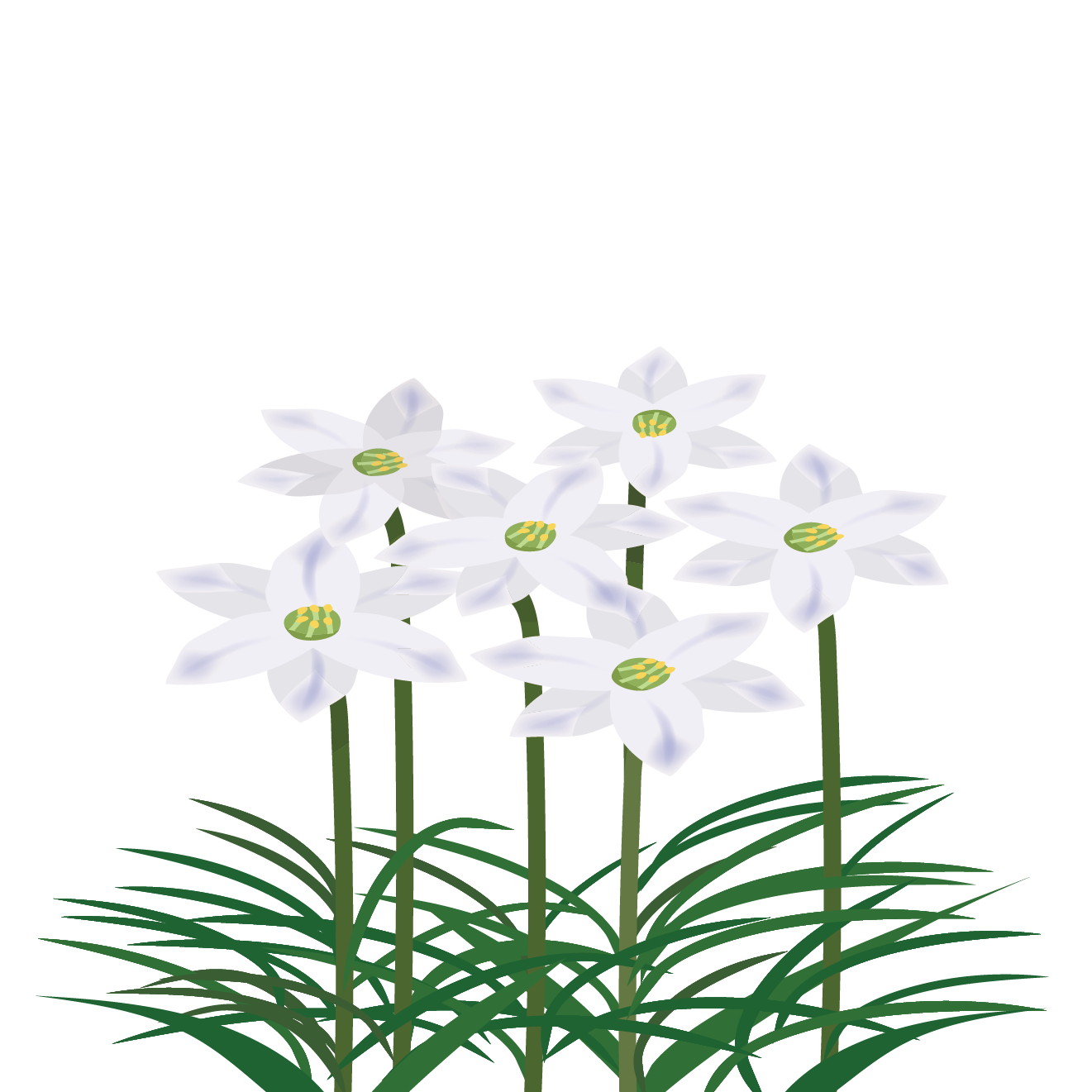 野に咲く春の花 ハナニラ(花韮)の　フリー　イラスト