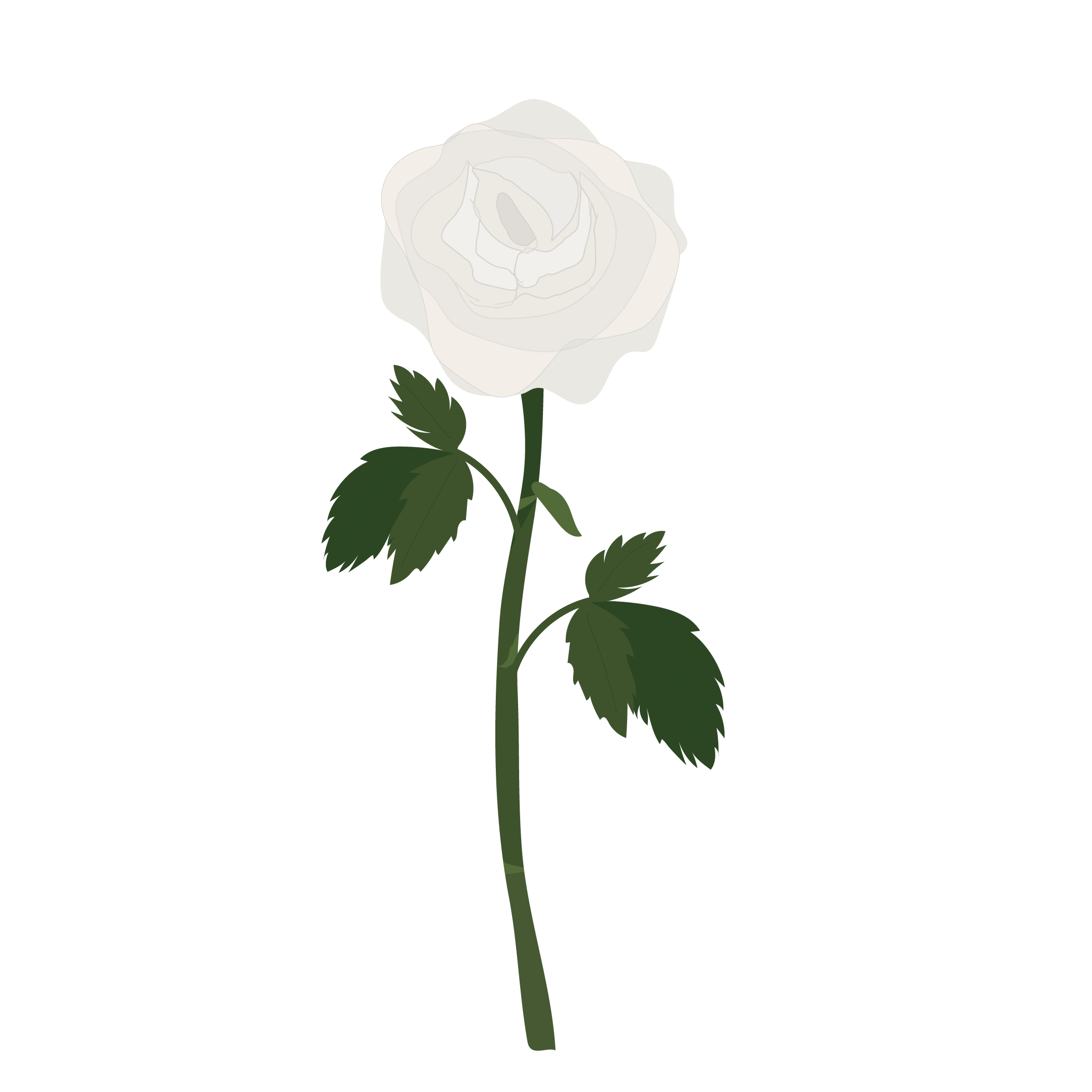 一輪の白い薔薇（ばら・バラ）の フリー　イラスト