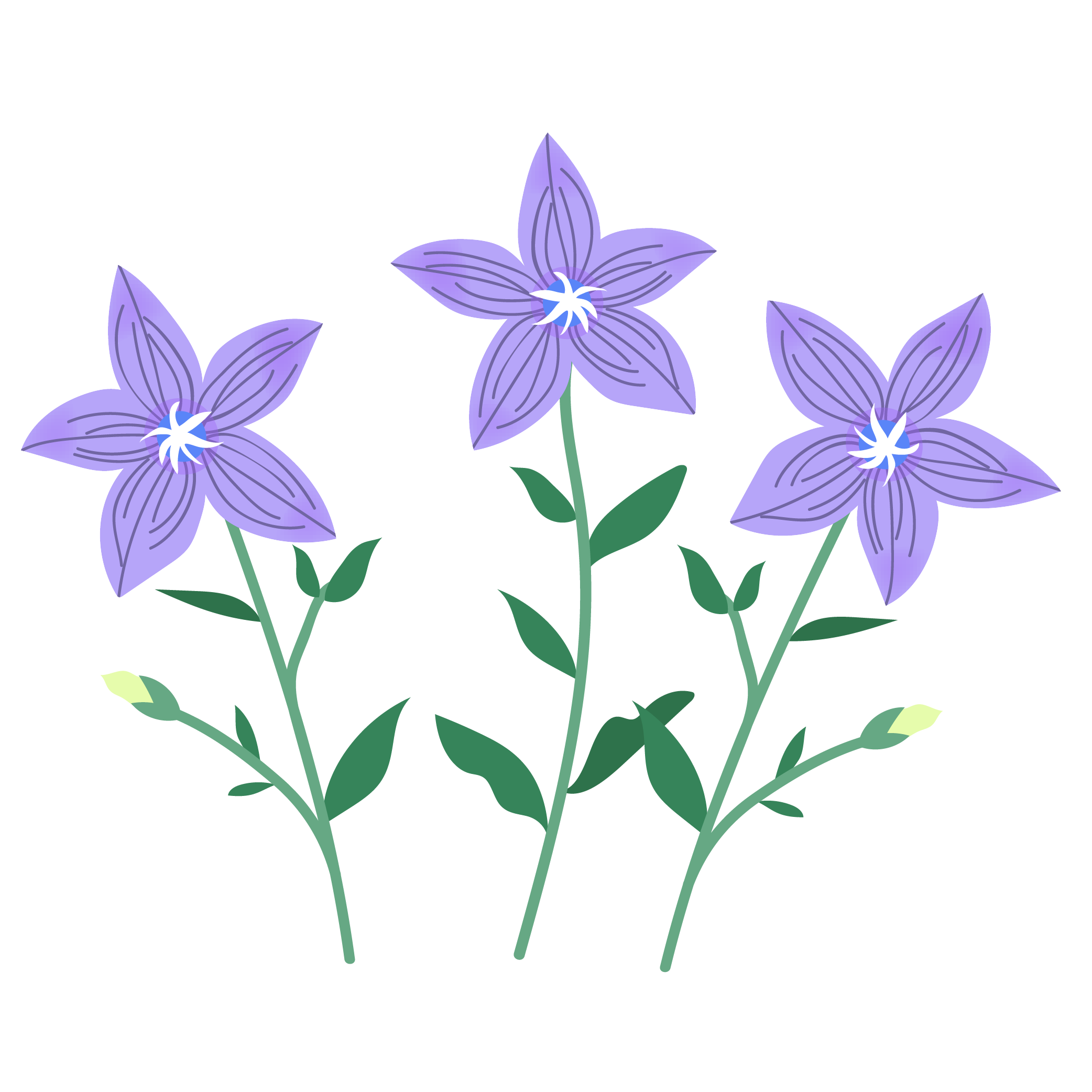 桔梗・キキョウ（英語：Chinese-bellflower）秋の花のイラスト