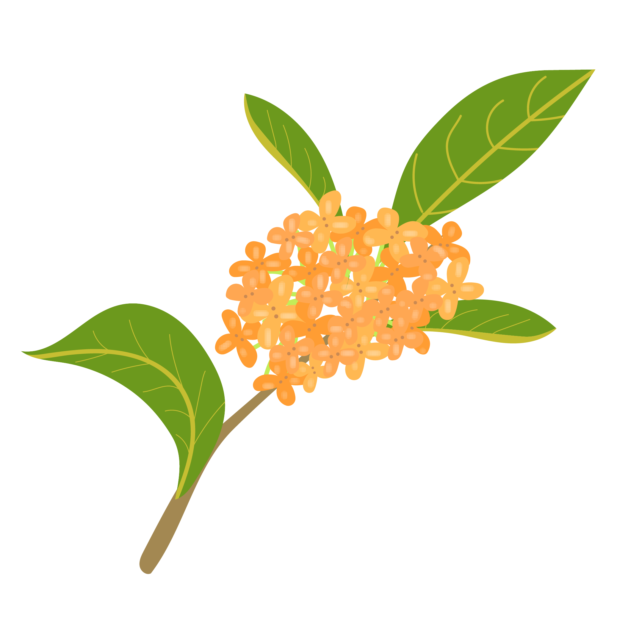 金木犀・キンモクセイ（英語:Fragrant olive)秋の花の　イラスト