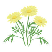かわいい♪ マーガレットの花  (黄色）　フリー　イラスト