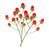 赤色のかわいいお花♪　ヒペリカムのイラスト