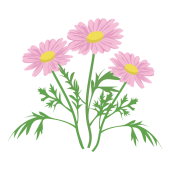 かわいい♪ マーガレットの花  (ピンク色）イラスト