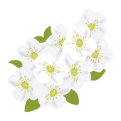 小さなお花がいっぱい！ユキヤナギの フリー　イラスト