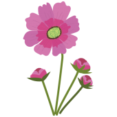 【花】コスモスの　かわいい　フリー　イラスト