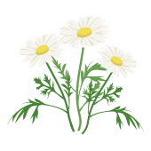 かわいい♪ マーガレットの花  (白い花）フリー　イラスト