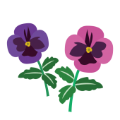 ピンクと紫色のパンジー（花）のイラスト