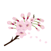 桜（サクラ・さくら）と蕾（つぼみ）のイラスト